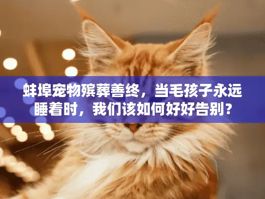 蚌埠宠物殡葬善终，当毛孩子永远睡着时，我们该如何好好告别？