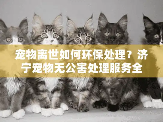宠物离世如何环保处理？济宁宠物无公害处理服务全攻略