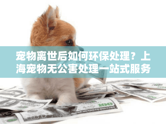 宠物离世后如何环保处理？上海宠物无公害处理一站式服务指南
