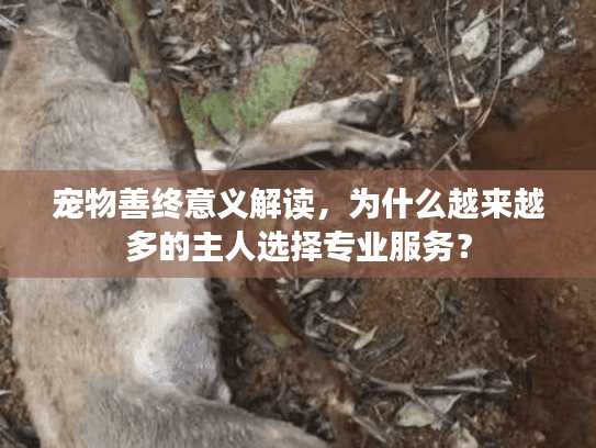 宠物善终意义解读，为什么越来越多的主人选择专业服务？