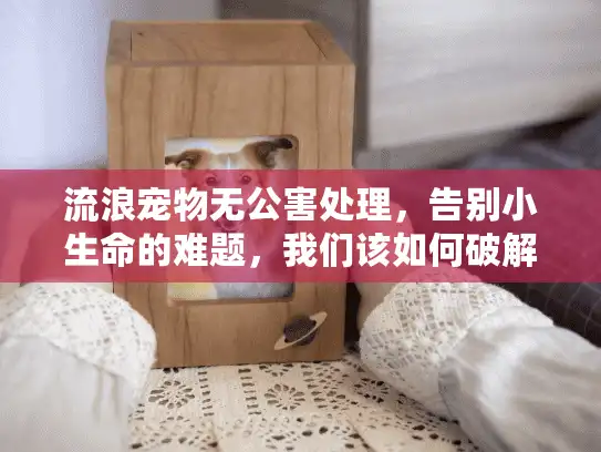 流浪宠物无公害处理，告别小生命的难题，我们该如何破解？