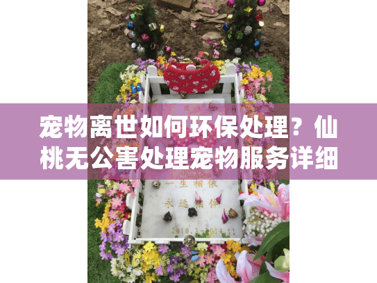 宠物离世如何环保处理?仙桃无公害处理宠物服务详细指南 宠物离世如何环保处理?仙桃无公害处理宠物服务详细指南