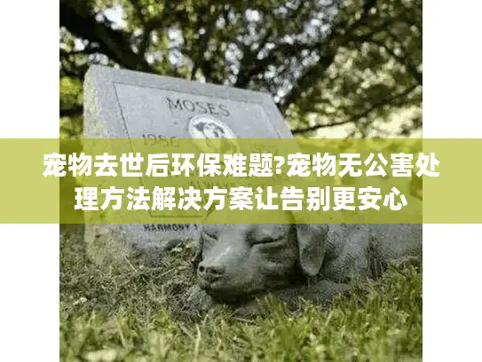 宠物去世后环保难题?宠物无公害处理方法解决方案让告别更安心