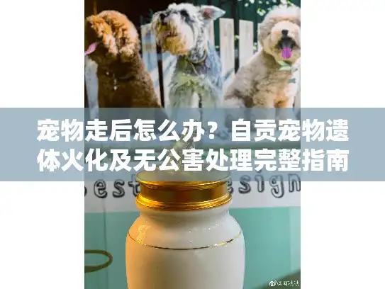 宠物走后怎么办？自贡宠物遗体火化及无公害处理完整指南