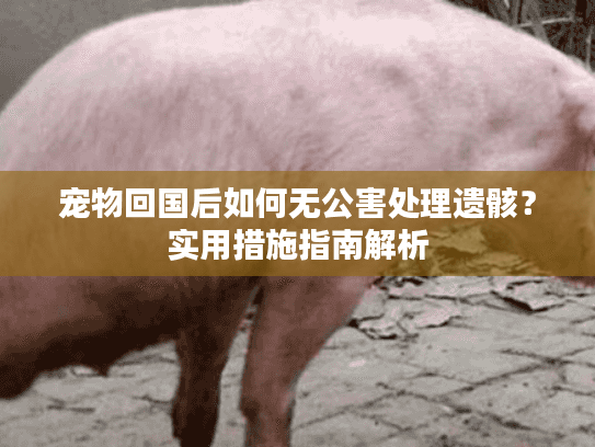 宠物回国后如何无公害处理遗骸？实用措施指南解析