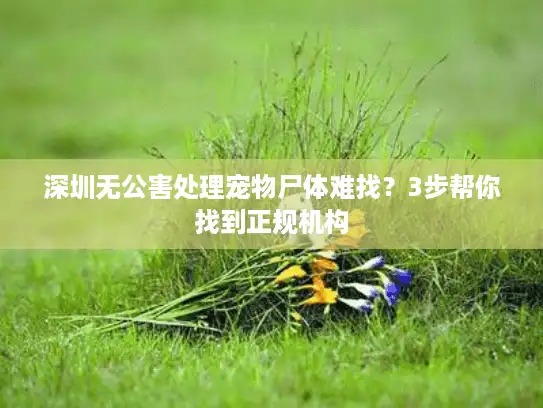 深圳无公害处理宠物尸体难找？3步帮你找到正规机构
