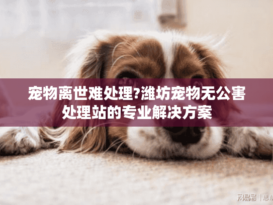宠物离世难处理?潍坊宠物无公害处理站的专业解决方案