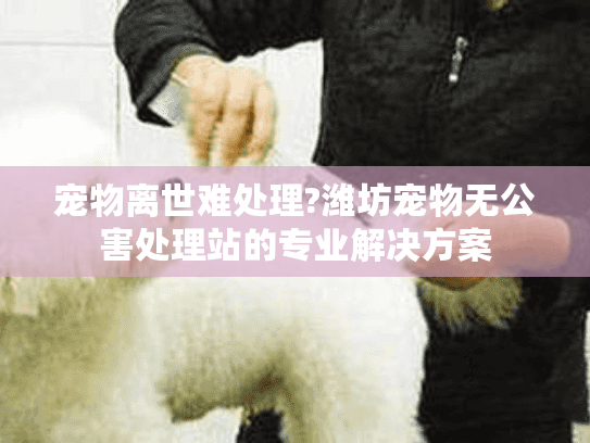 宠物离世难处理?潍坊宠物无公害处理站的专业解决方案