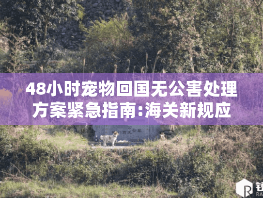 48小时宠物回国无公害处理方案紧急指南:海关新规应对手册
