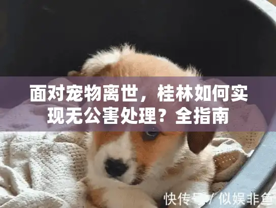 面对宠物离世，桂林如何实现无公害处理？全指南