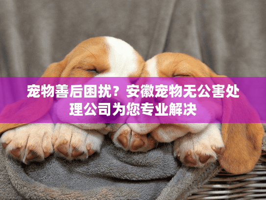 宠物善后困扰？安徽宠物无公害处理公司为您专业解决