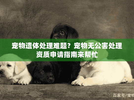 宠物遗体处理难题？宠物无公害处理资质申请指南来帮忙