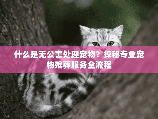 什么是无公害处理宠物？探秘专业宠物殡葬服务全流程