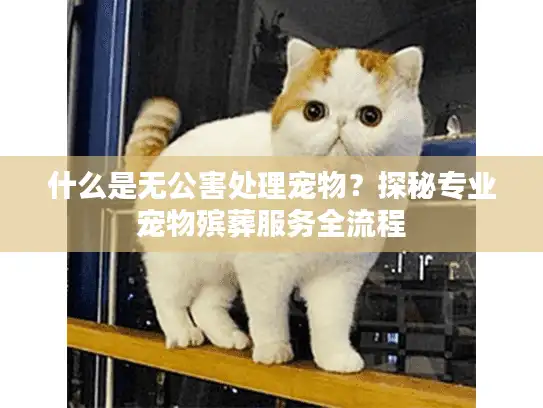 什么是无公害处理宠物？探秘专业宠物殡葬服务全流程