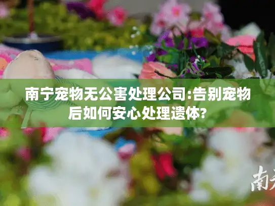 南宁宠物无公害处理公司:告别宠物后如何安心处理遗体?