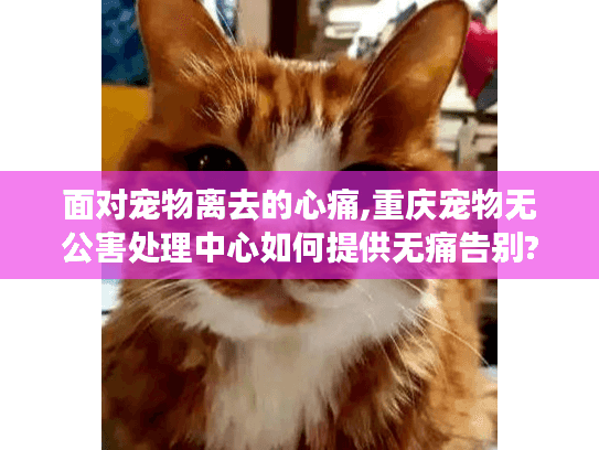 面对宠物离去的心痛,重庆宠物无公害处理中心如何提供无痛告别? 面对宠物离去的心痛,重庆宠物无公害处理中心如何提供无痛告别?