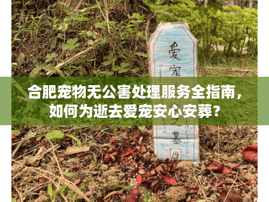 合肥宠物无公害处理服务全指南，如何为逝去爱宠安心安葬？