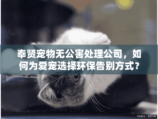 奉贤宠物无公害处理公司，如何为爱宠选择环保告别方式？