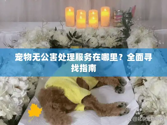 宠物无公害处理服务在哪里?全面寻找指南 宠物无公害处理服务在哪里?全面寻找指南