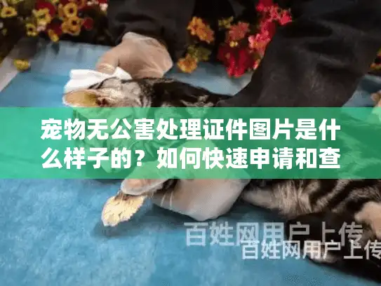 宠物无公害处理证件图片是什么样子的？如何快速申请和查看？