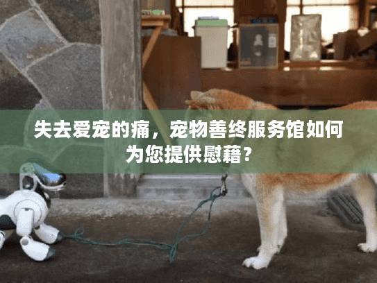 失去爱宠的痛，宠物善终服务馆如何为您提供慰藉？