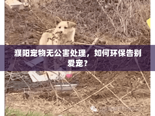 濮阳宠物无公害处理，如何环保告别爱宠？