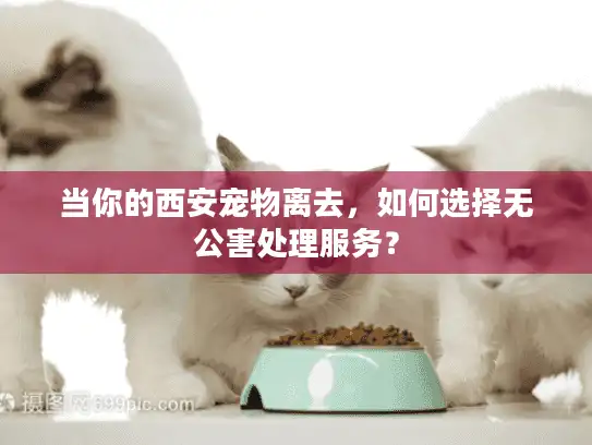 当你的西安宠物离去，如何选择无公害处理服务？