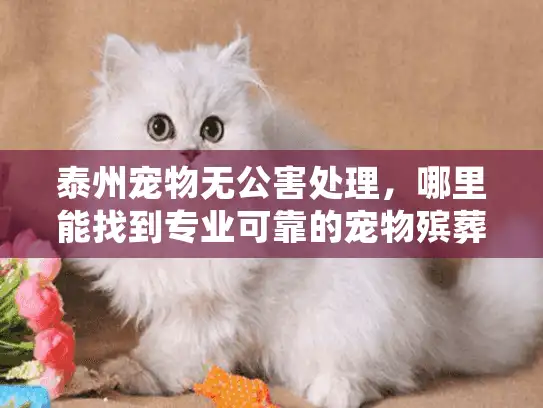 泰州宠物无公害处理，哪里能找到专业可靠的宠物殡葬服务？