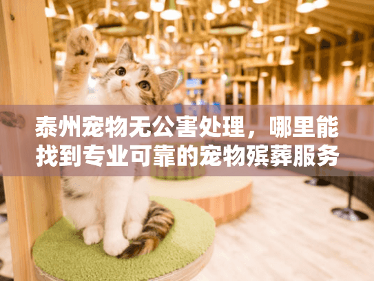 泰州宠物无公害处理，哪里能找到专业可靠的宠物殡葬服务？