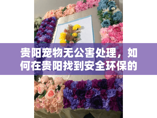 贵阳宠物无公害处理，如何在贵阳找到安全环保的宠物殡葬服务？