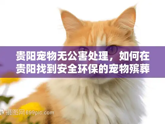 贵阳宠物无公害处理，如何在贵阳找到安全环保的宠物殡葬服务？