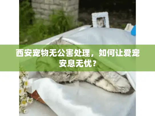 西安宠物无公害处理,如何让爱宠安息无忧? 西安宠物无公害处理,如何让爱宠安息无忧?