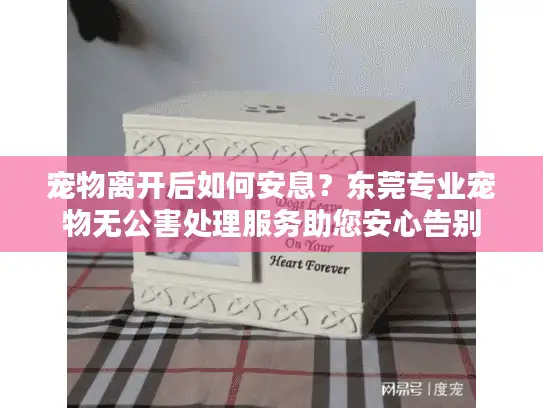 宠物离开后如何安息?东莞专业宠物无公害处理服务助您安心告别 宠物离开后如何安息?东莞专业宠物无公害处理服务助您安心告别
