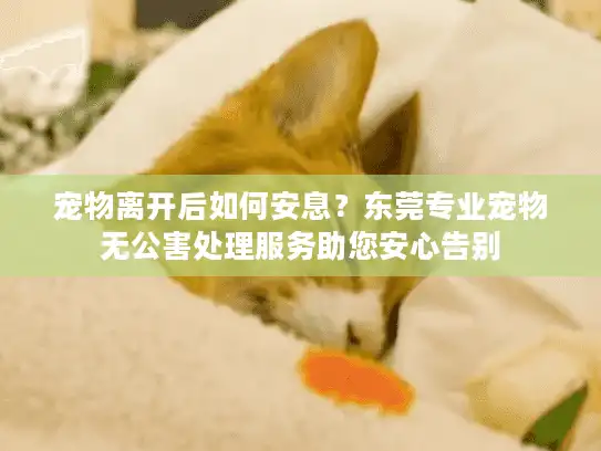 宠物离开后如何安息?东莞专业宠物无公害处理服务助您安心告别 宠物离开后如何安息?东莞专业宠物无公害处理服务助您安心告别