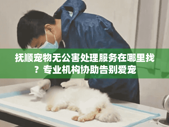 抚顺宠物无公害处理服务在哪里找？专业机构协助告别爱宠