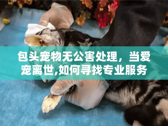包头宠物无公害处理,当爱宠离世,如何寻找专业服务? 包头宠物无公害处理,当爱宠离世,如何寻找专业服务?