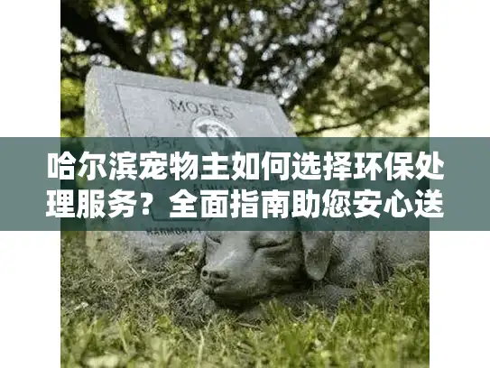 哈尔滨宠物主如何选择环保处理服务？全面指南助您安心送别