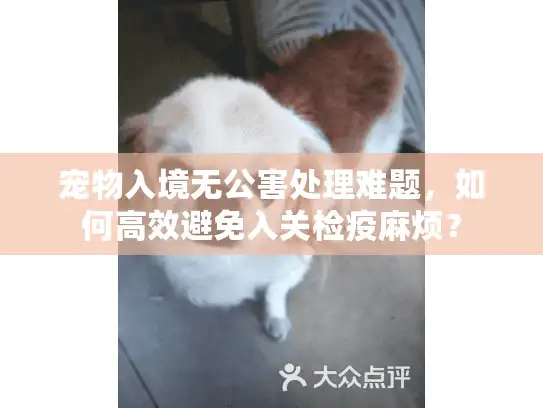 宠物入境无公害处理难题,如何高效避免入关检疫麻烦? 宠物入境无公害处理难题,如何高效避免入关检疫麻烦?
