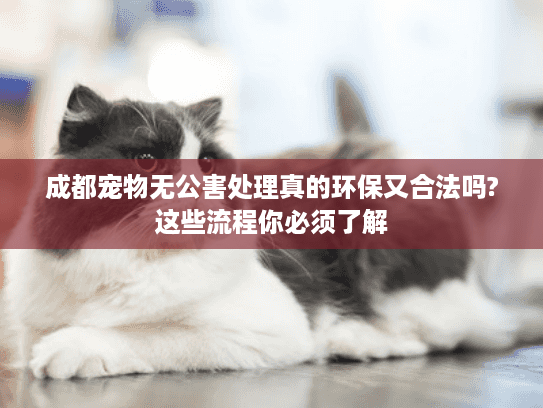 成都宠物无公害处理真的环保又合法吗?这些流程你必须了解