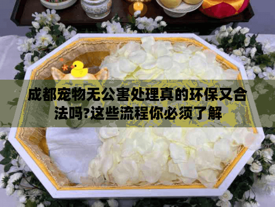 成都宠物无公害处理真的环保又合法吗?这些流程你必须了解