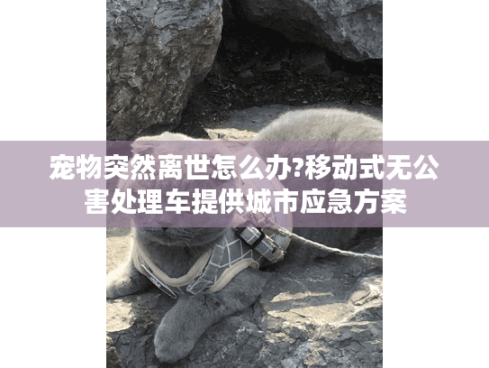 宠物突然离世怎么办?移动式无公害处理车提供城市应急方案