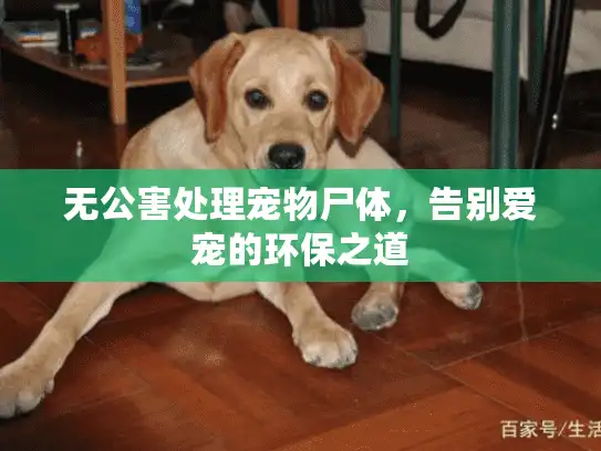 无公害处理宠物尸体,告别爱宠的环保之道 无公害处理宠物尸体,告别爱宠的环保之道