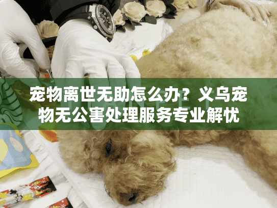 宠物离世无助怎么办？义乌宠物无公害处理服务专业解忧