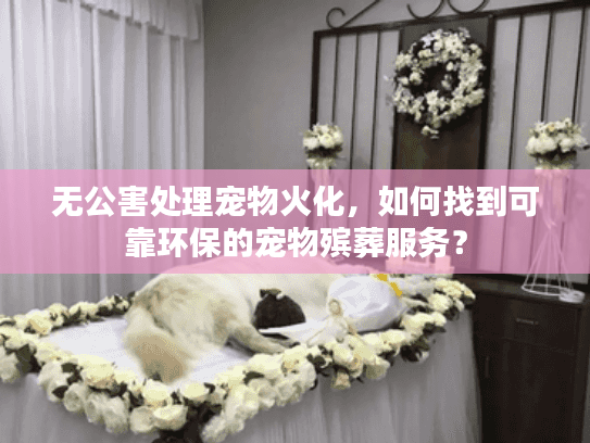 无公害处理宠物火化，如何找到可靠环保的宠物殡葬服务？