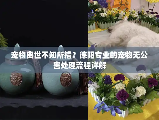 宠物离世不知所措？德阳专业的宠物无公害处理流程详解