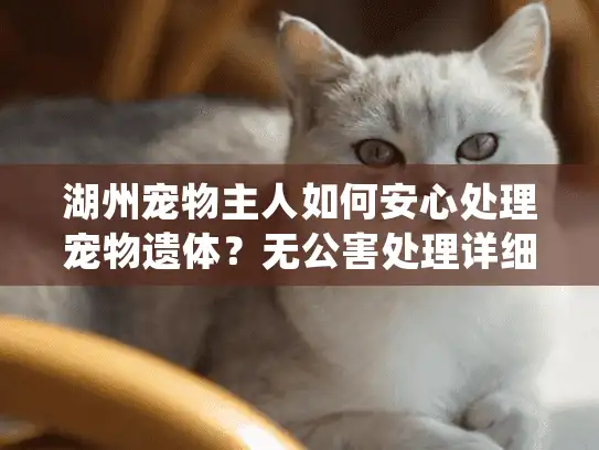 湖州宠物主人如何安心处理宠物遗体？无公害处理详细指南