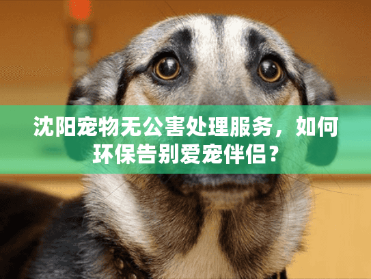 沈阳宠物无公害处理服务,如何环保告别爱宠伴侣? 沈阳宠物无公害处理服务,如何环保告别爱宠伴侣?