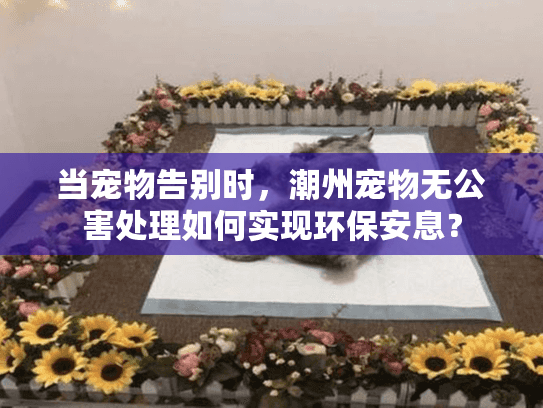 当宠物告别时，潮州宠物无公害处理如何实现环保安息？
