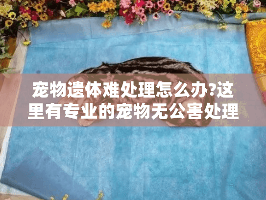 宠物遗体难处理怎么办?这里有专业的宠物无公害处理中心服务