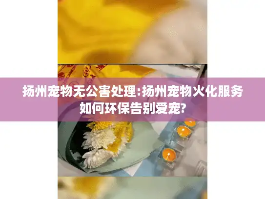 扬州宠物无公害处理:扬州宠物火化服务如何环保告别爱宠?